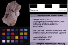 Foto (Objekt + Etiketten) von Cracensigillatus acutirostris (Moericke, 1889) (NHMW-GEO-1990-0041-0314)